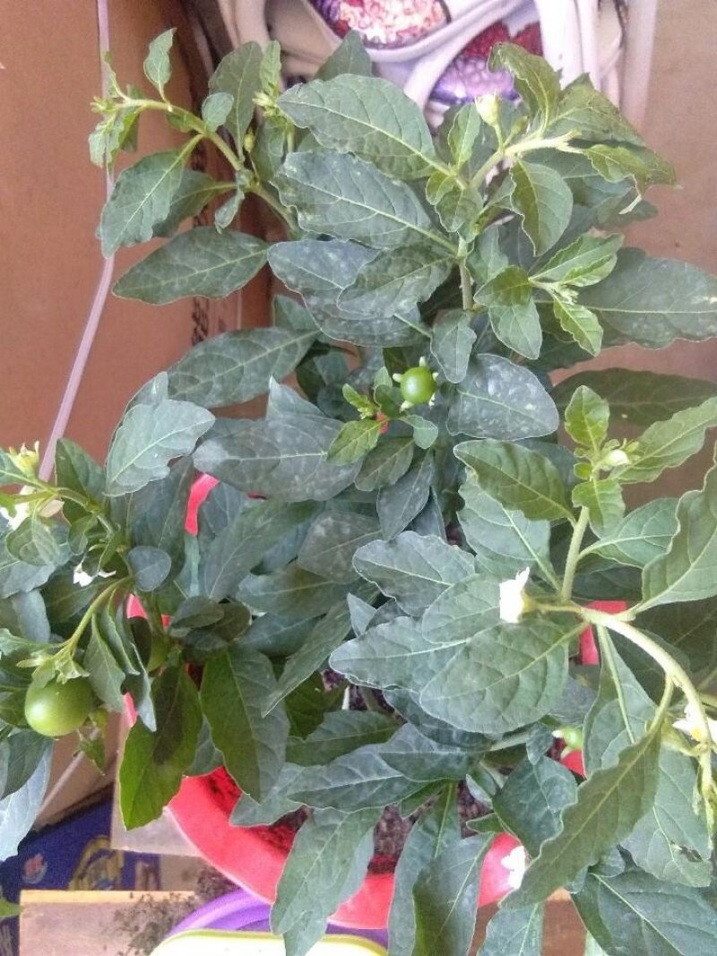 人参果树苗盆栽人参果苗带果发货可食用观果室内桌面盆栽盆景
