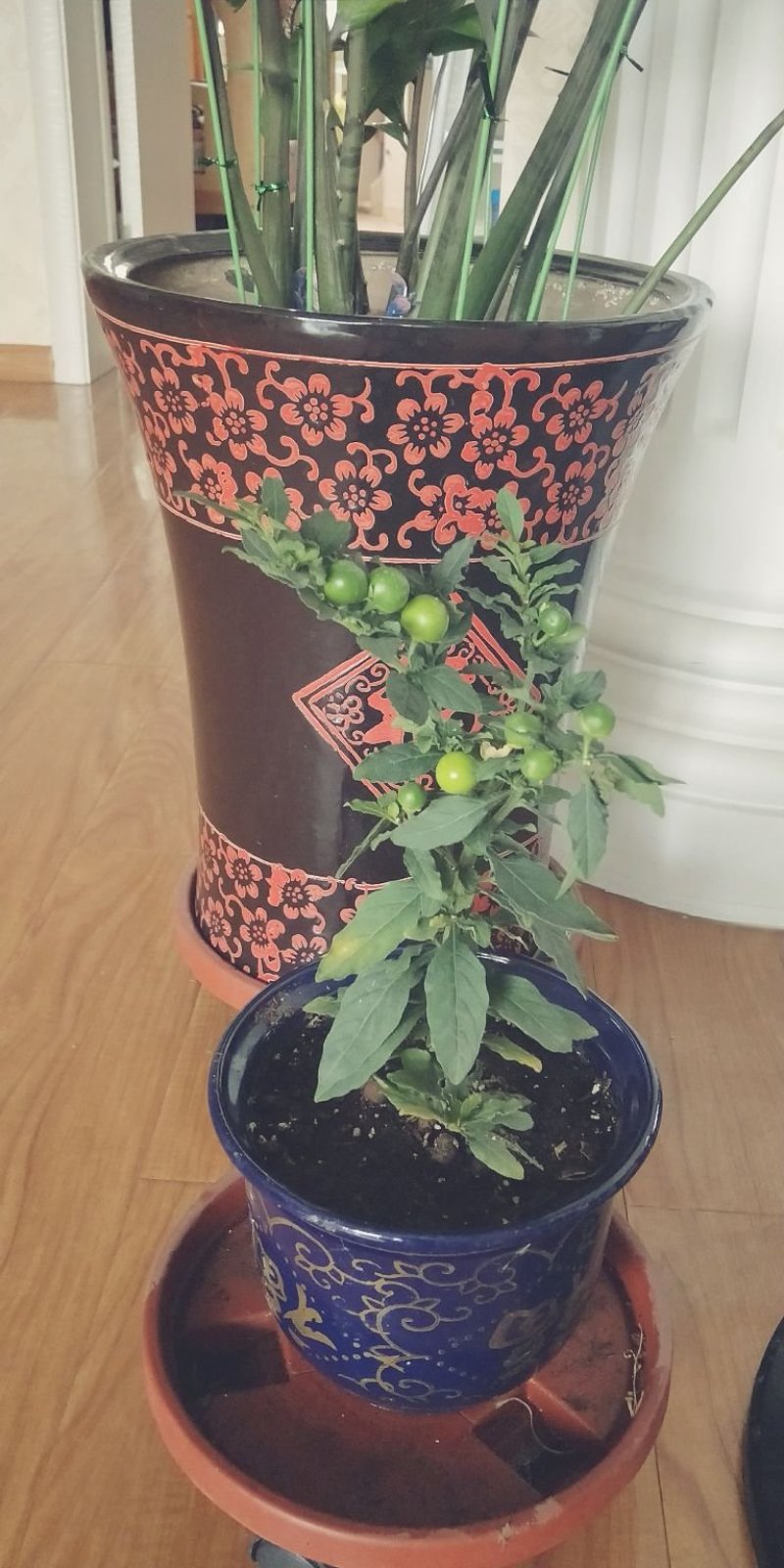 人参果树苗盆栽人参果苗带果发货可食用观果室内桌面盆栽盆景