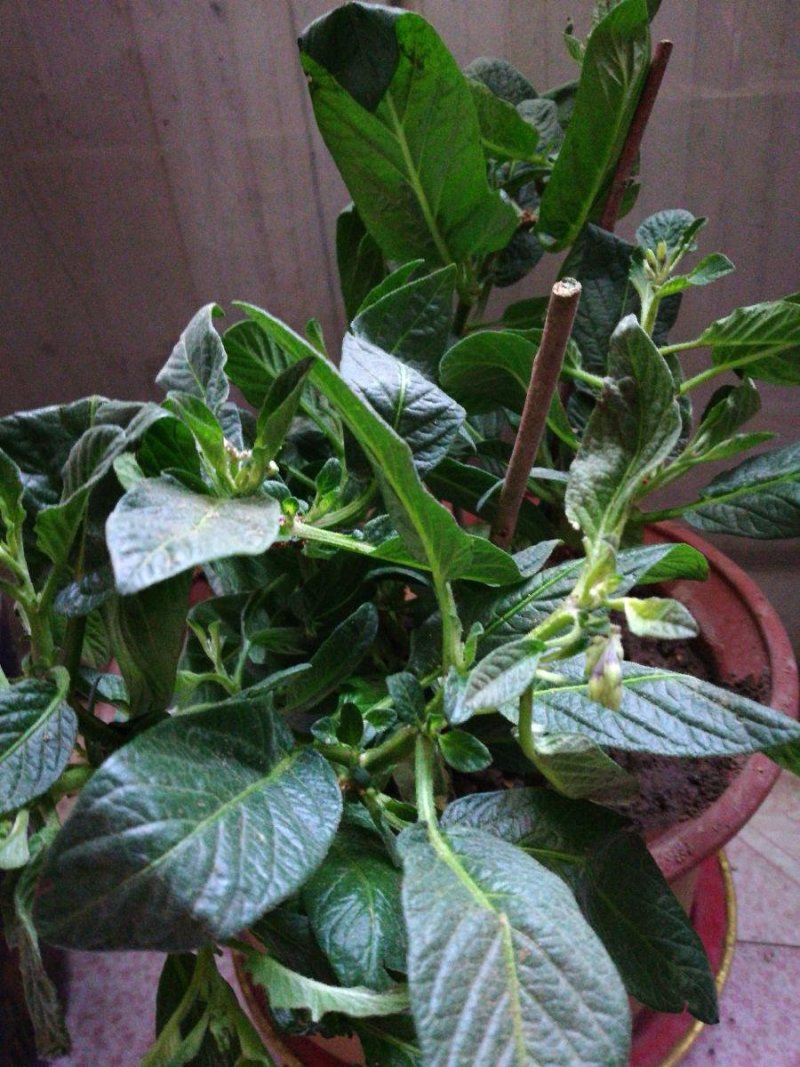 人参果树苗盆栽人参果苗带果发货可食用观果室内桌面盆栽盆景