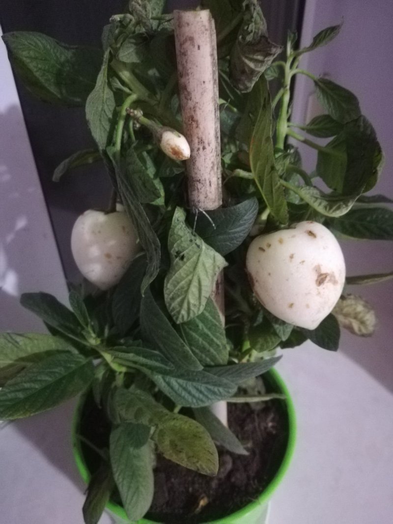 人参果树苗盆栽人参果苗带果发货可食用观果室内桌面盆栽盆景