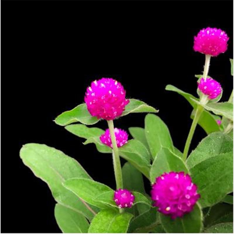 千日红花苗盆栽阳台庭院开花植物室内带花发货百日花火球花千