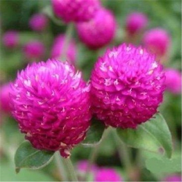 千日红花苗盆栽阳台庭院开花植物室内带花发货百日花火球花千