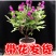 千日红花苗盆栽阳台庭院开花植物室内带花发货百日花火球花千