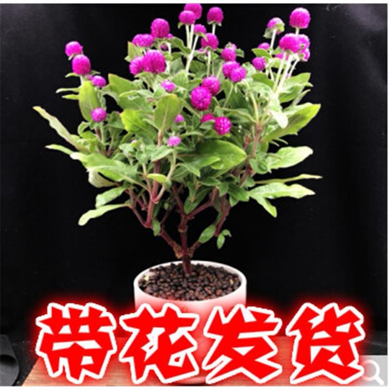 千日红花苗盆栽阳台庭院开花植物室内带花发货百日花火球花千