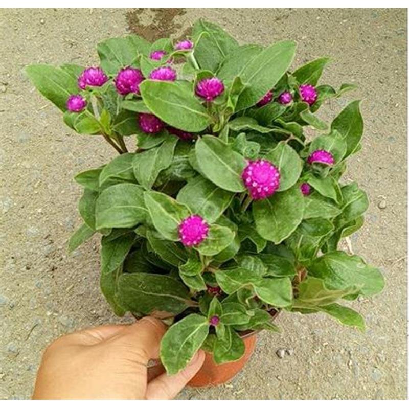 千日红花苗盆栽阳台庭院开花植物室内带花发货百日花火球花千