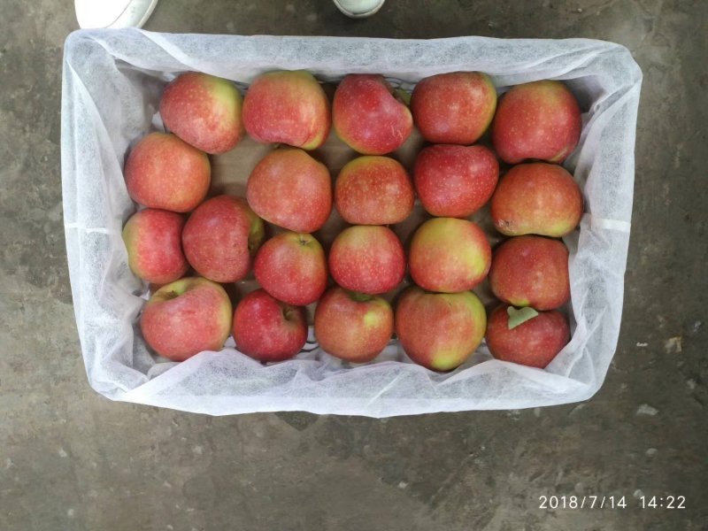 精品美八苹果量大从优脆甜可口欢迎选购