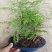 水杉盆景老桩植物室内客厅绿色四季常青净化空气苔藓树桩绿植