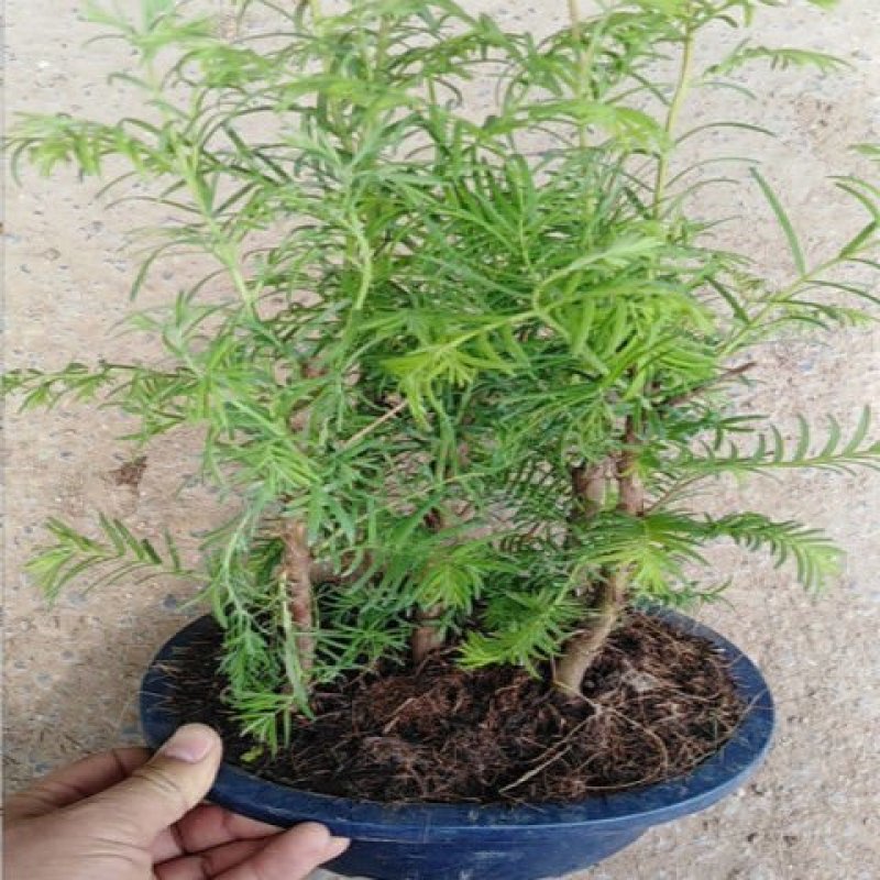 水杉盆景老桩植物室内客厅绿色四季常青净化空气苔藓树桩绿植
