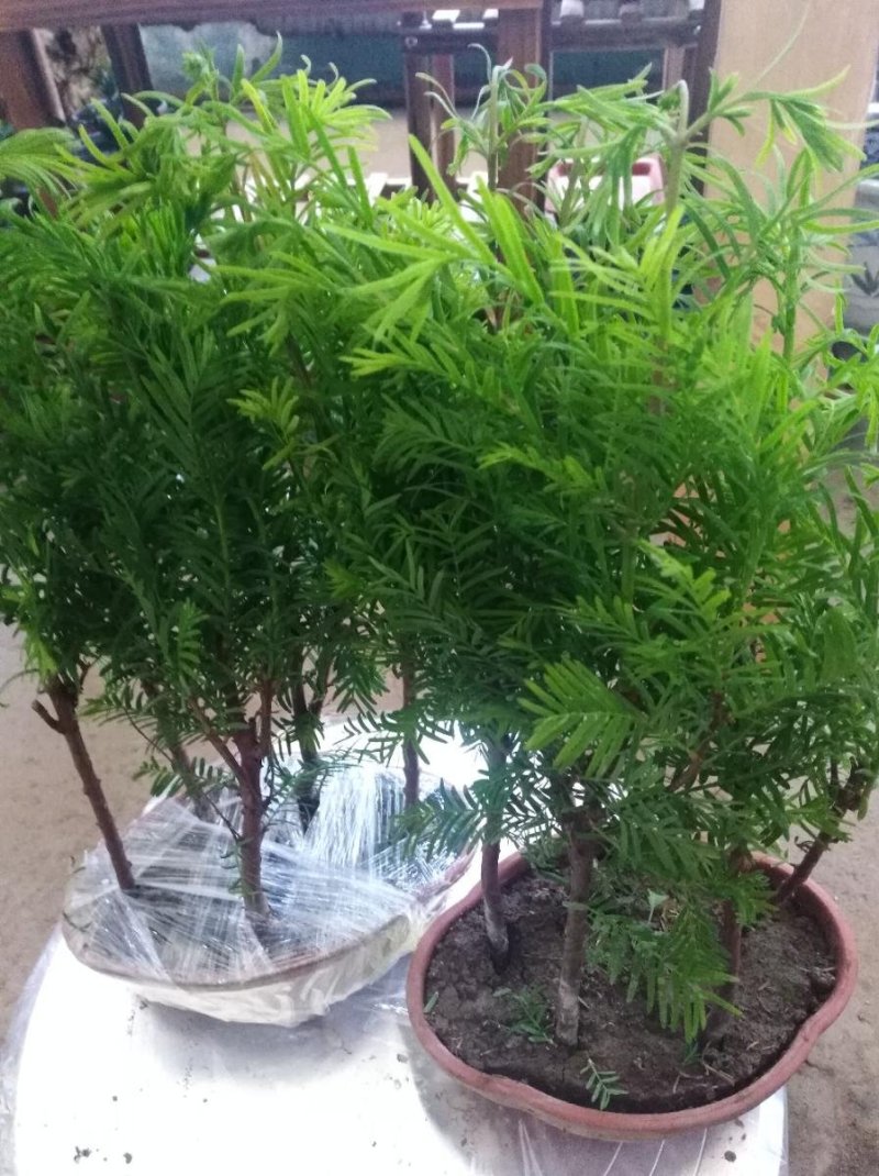 水杉盆景老桩植物室内客厅绿色四季常青净化空气苔藓树桩绿植