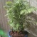 水杉盆景老桩植物室内客厅绿色四季常青净化空气苔藓树桩绿植