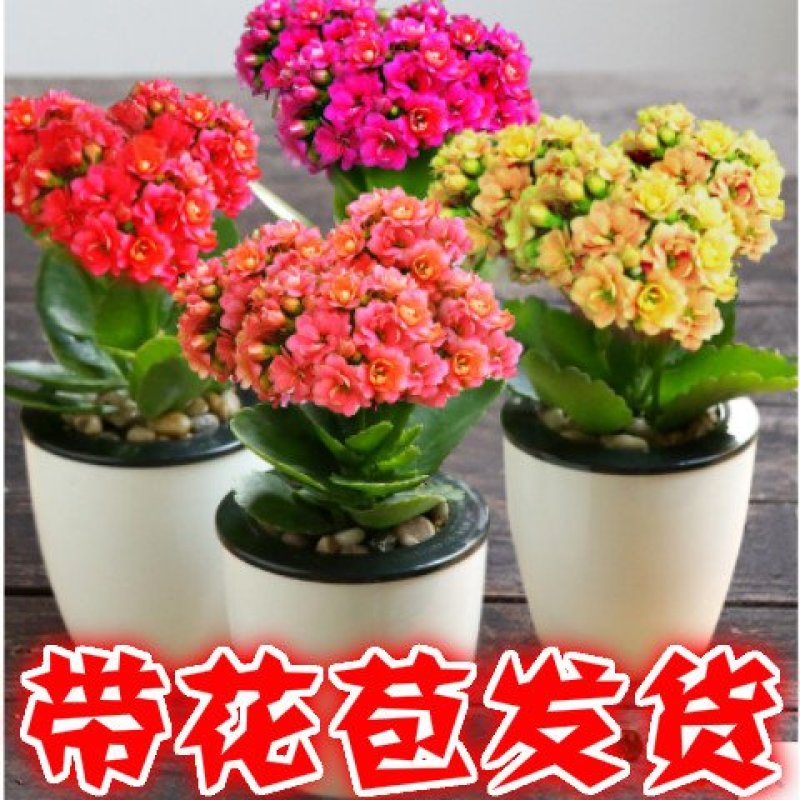 盆栽植物长寿花重瓣花卉带花苞发货室内桌面四季开花花卉水培