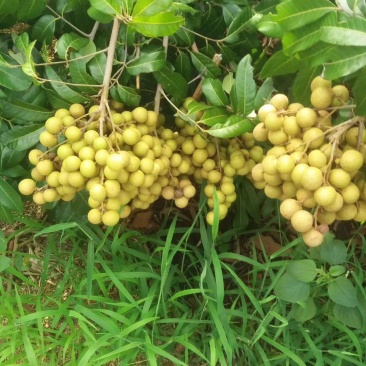 今年龙眼现在大量上市
