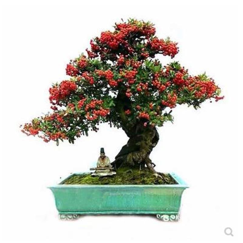 火棘吉祥果盆景树桩四季常绿观花观果盆栽室内外带果发货年宵