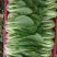 大批量主营上海小青菜