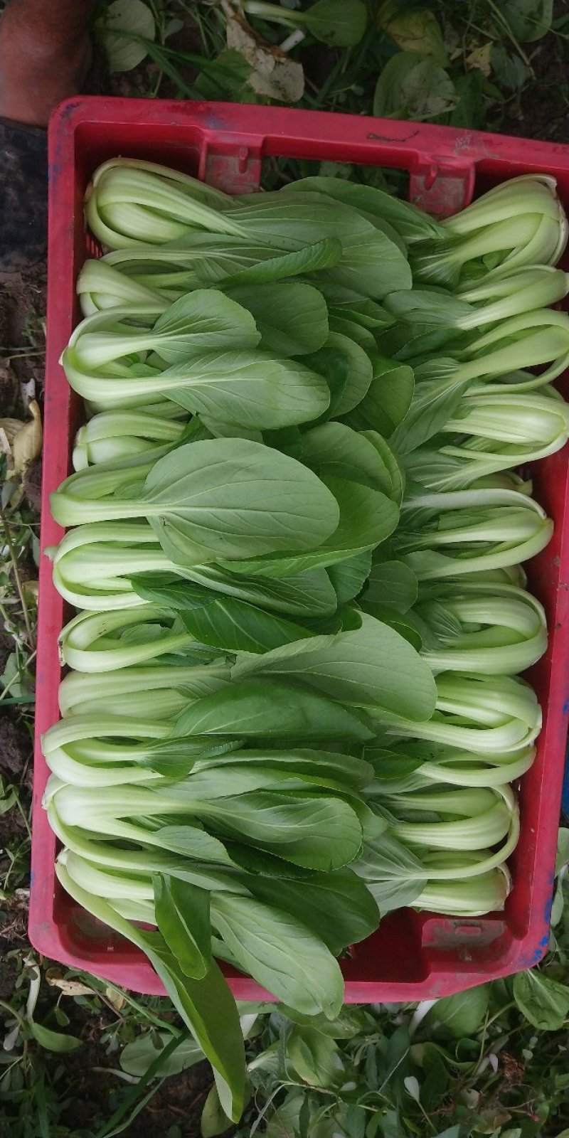 大批量主营上海小青菜