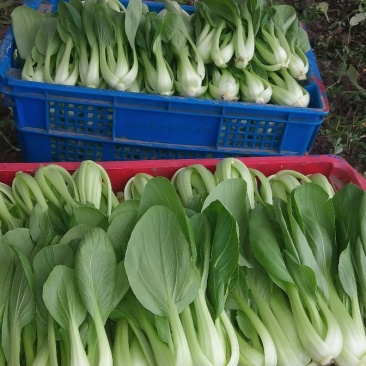 大批量主营上海小青菜