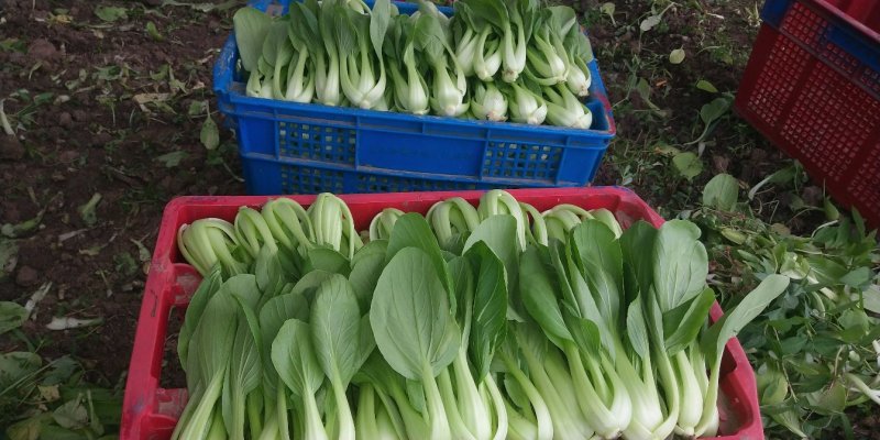 大批量主营上海小青菜
