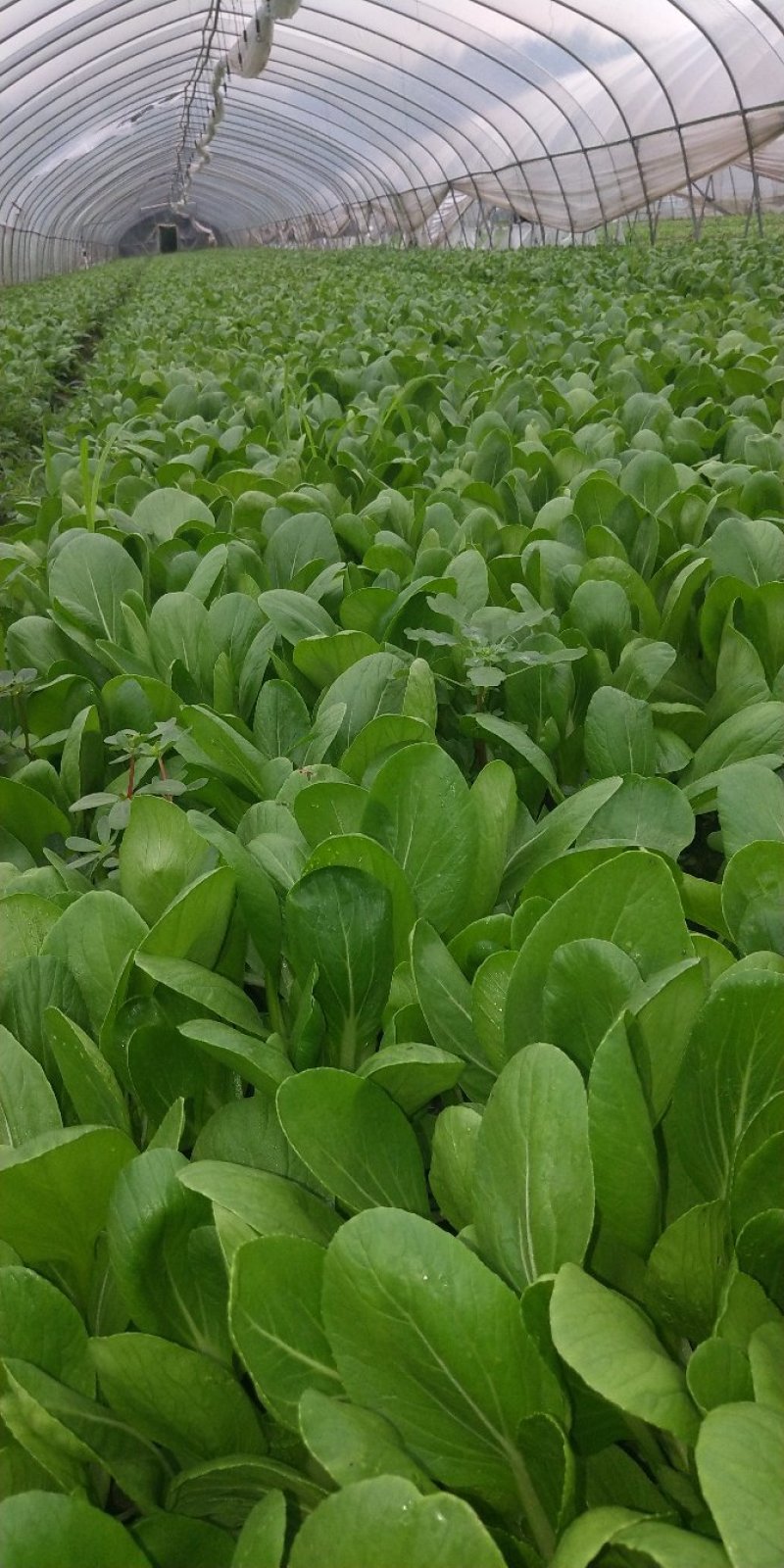 大批量主营上海小青菜