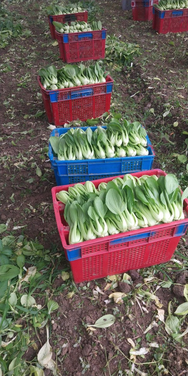 大批量主营上海小青菜