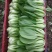 大批量主营上海小青菜