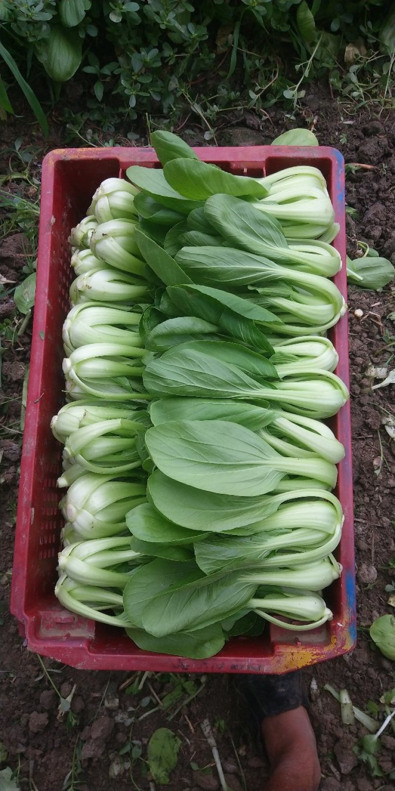 大批量主营上海小青菜