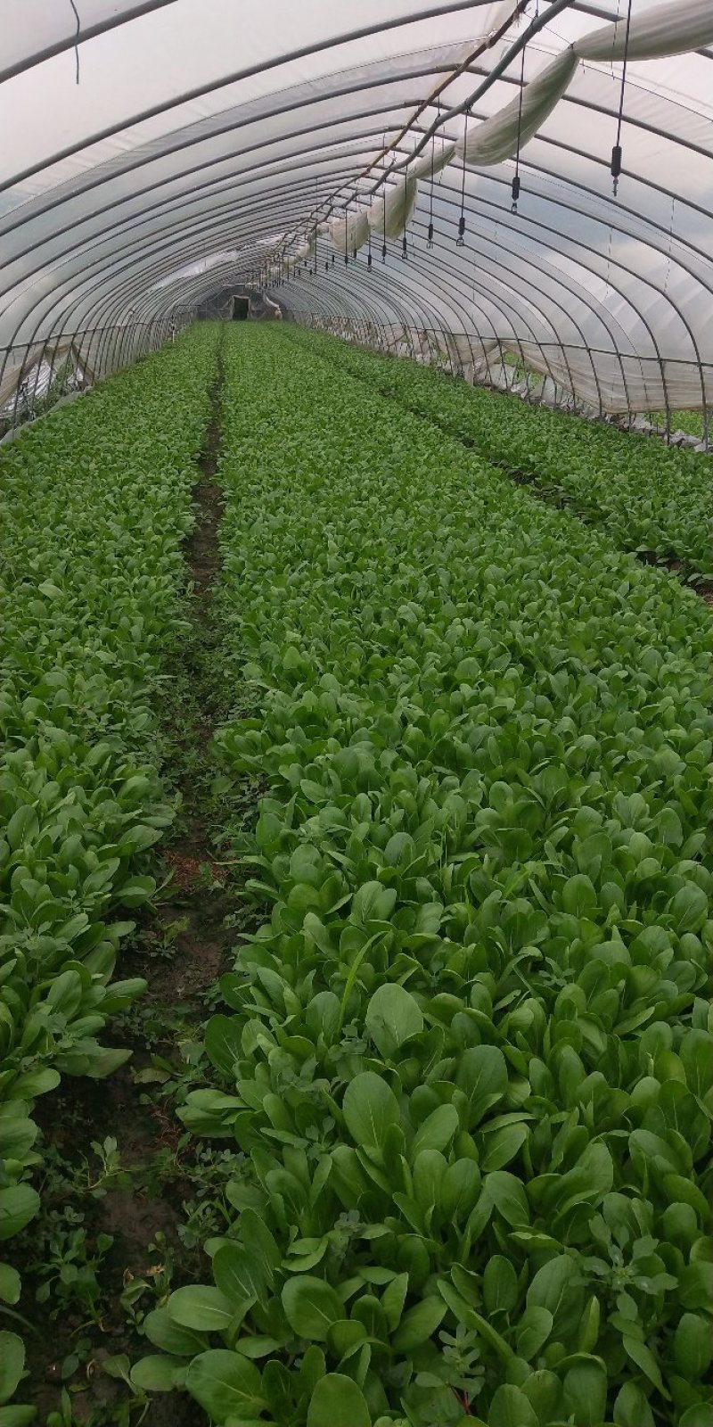 大批量主营上海小青菜