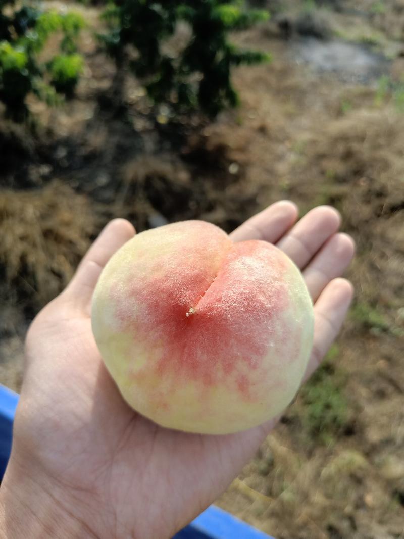 湖北桃子美脆桃产地直发当季水果新鲜采摘货源