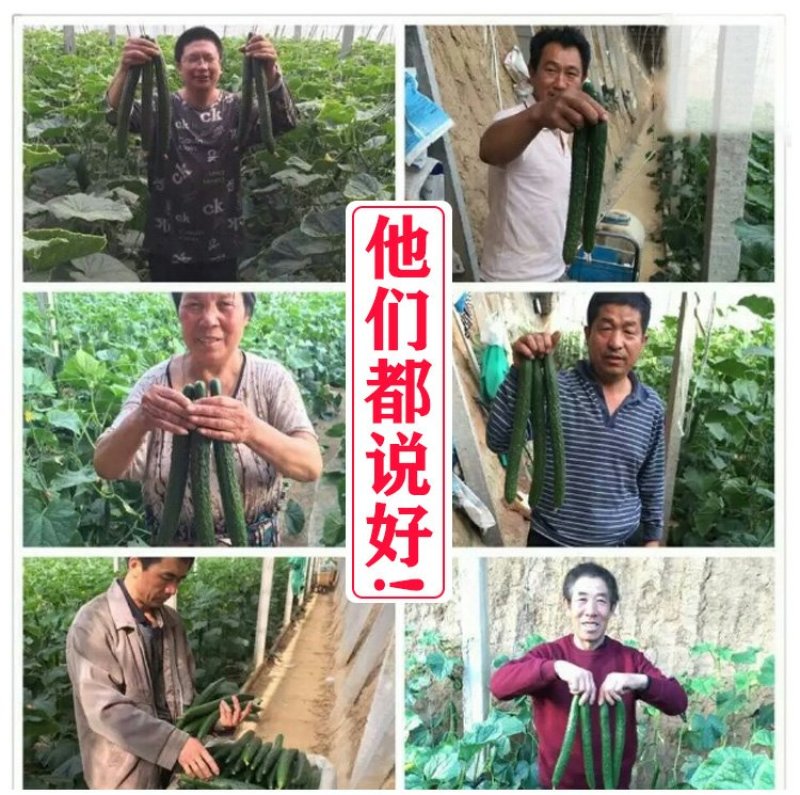 黄瓜苗密刺黄瓜苗越夏耐热抗病强雌高产基地直发