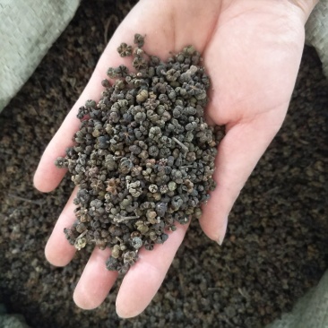振兴药材批发供应大花吴茱萸规格齐全产地直供一手货源全国发货