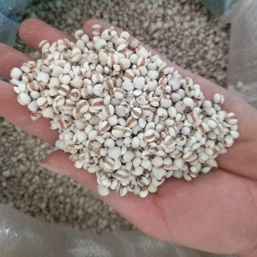 振兴药材批发供应薏苡仁规格齐全产地直供一手货源全国发货