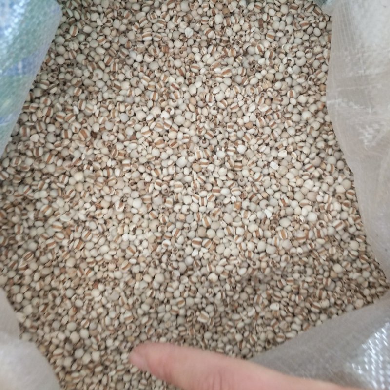 振兴药材批发供应薏苡仁规格齐全产地直供一手货源全国发货
