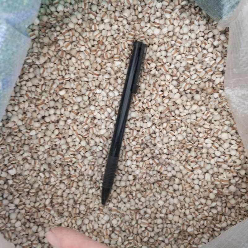 振兴药材批发供应薏苡仁规格齐全产地直供一手货源全国发货