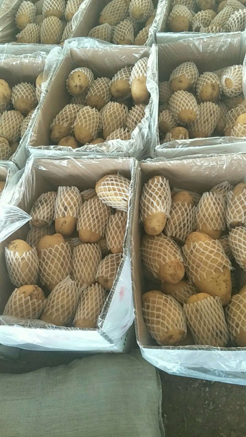 露天土豆