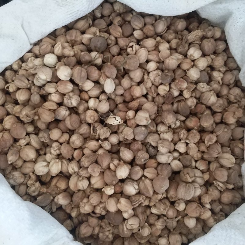振兴药材批发供应白豆蔻规格齐全产地直供