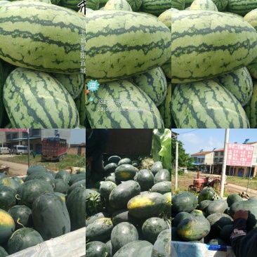 湖北宜城流水西瓜大量上市