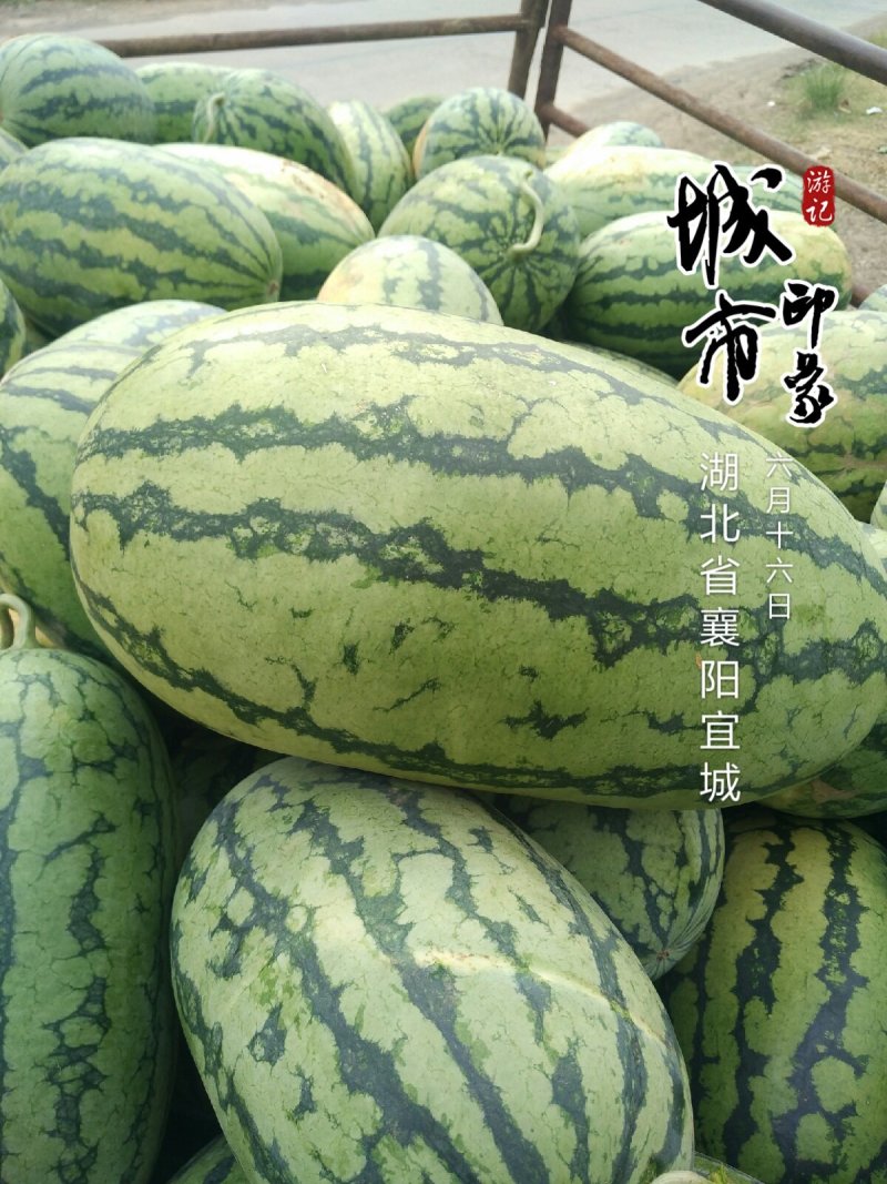 湖北宜城流水西瓜大量上市