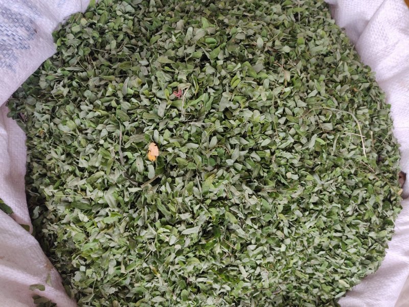 鸡骨草供应种子包回收