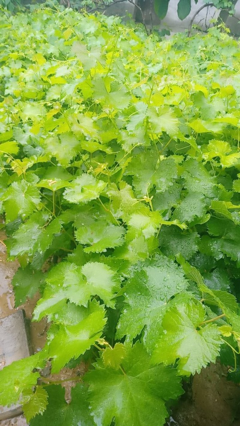 户太八号葡萄苗