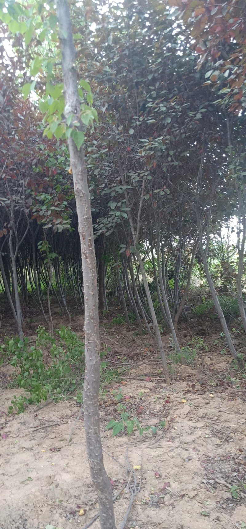 红叶李