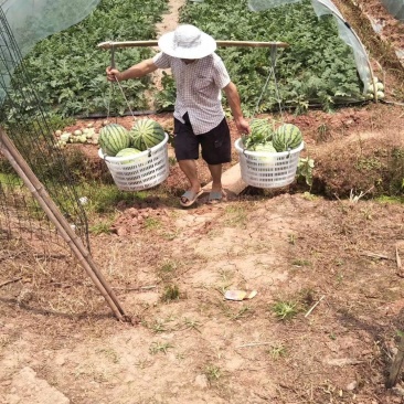 大棚西瓜。