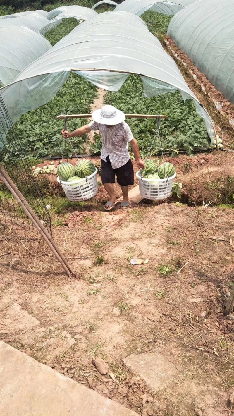 大棚西瓜。