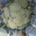 西兰花