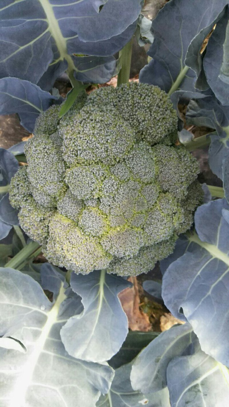 西兰花