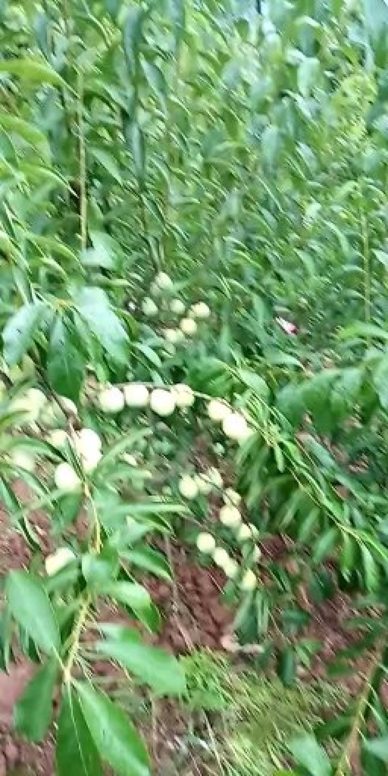 绥江半边红李子。