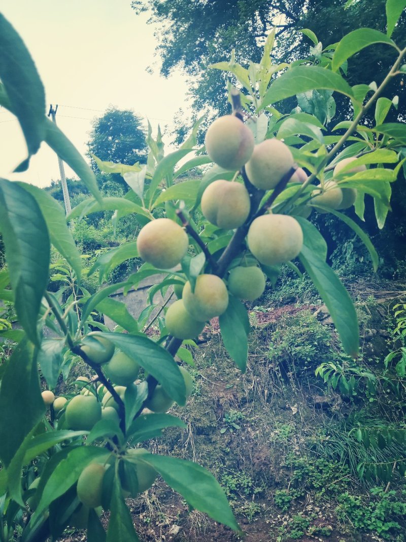 绥江半边红李子。