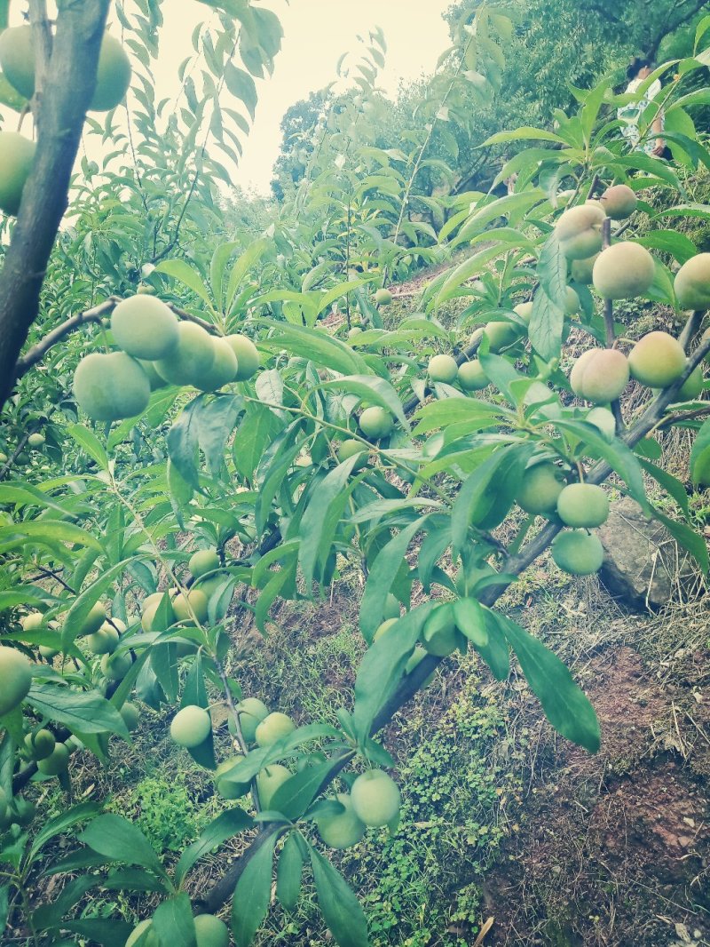绥江半边红李子。