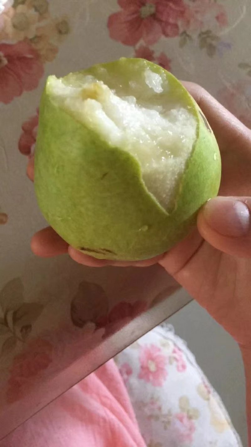 新鲜水果山东烟台酥软大伏梨