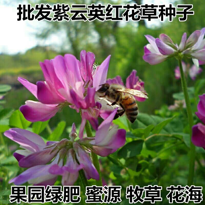 紫云英种子包发芽四季种绿化种子