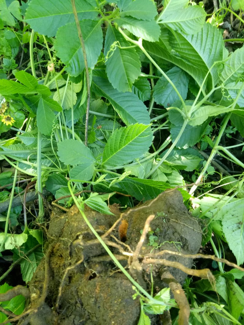 绞股蓝