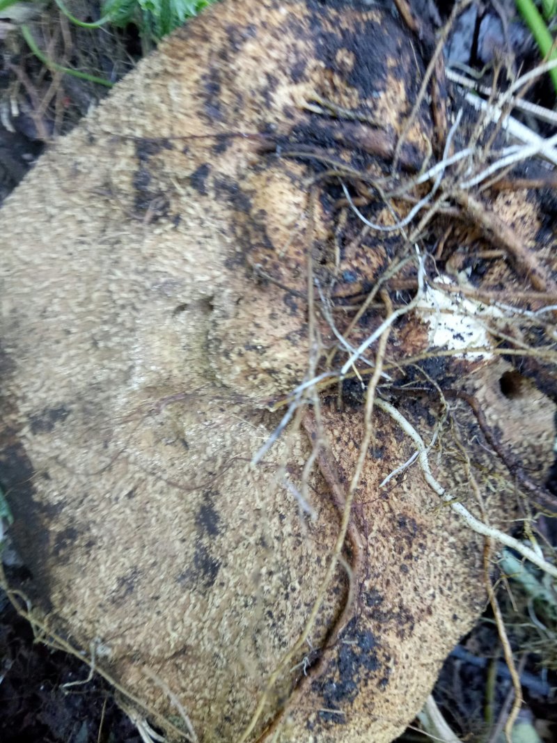 绞股蓝
